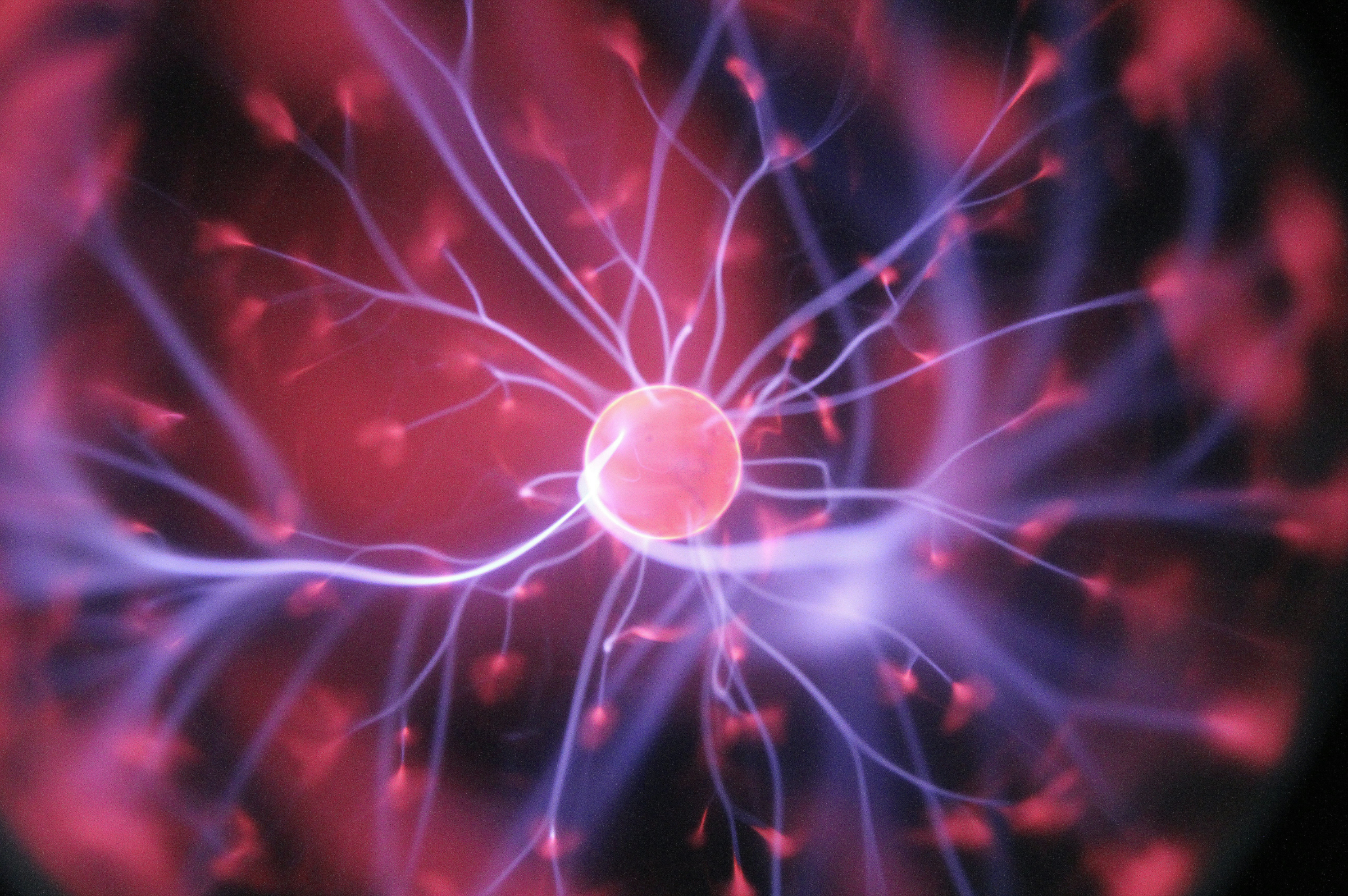 Beef Brain Benefits: How This Superfood Supports Cognitive Health ...