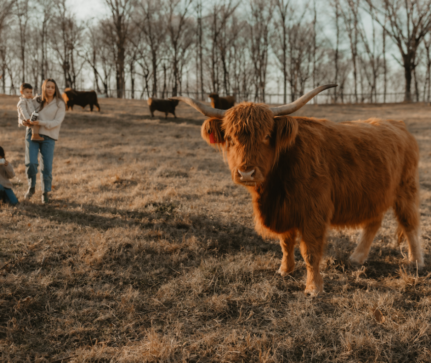 Grass fed cow on a family farm