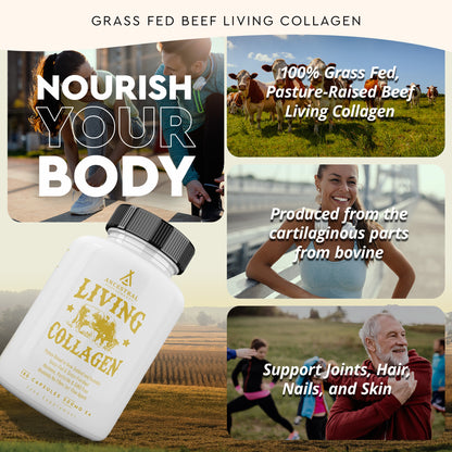 Grass Fed Beef Living Collagen