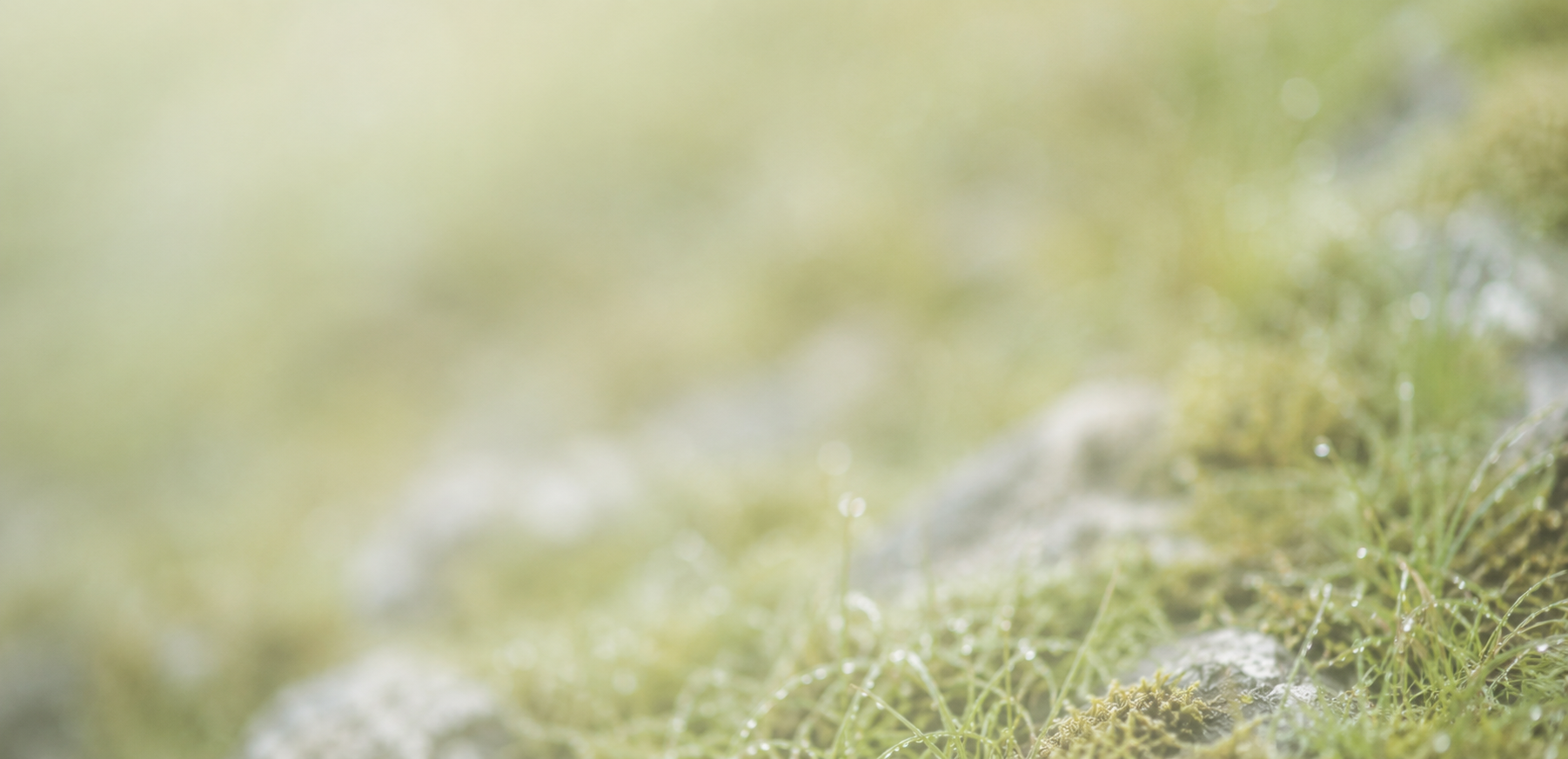 NZ_pasture